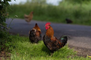Yolun kenarındaki güzel horoz
