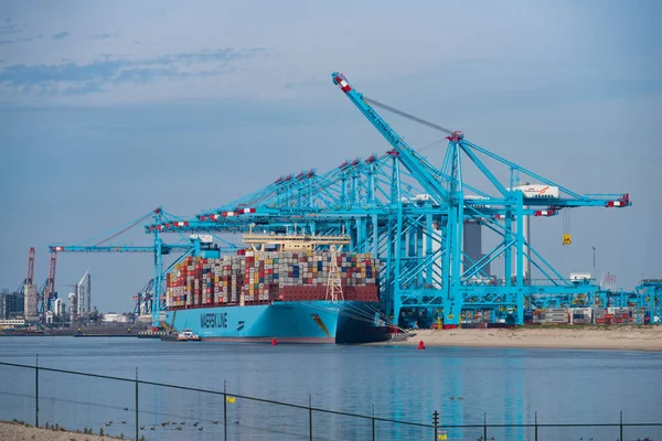 Rotterdam Giugno 2019 Terminal Container Nell Area Maas Una Massiccia — Foto Stock