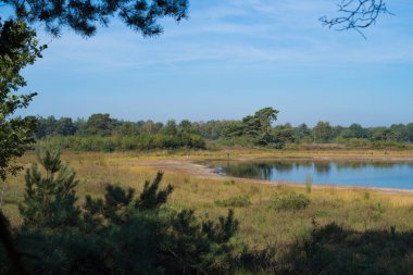 Hollanda 'nın doğu kesimindeki Moorland.