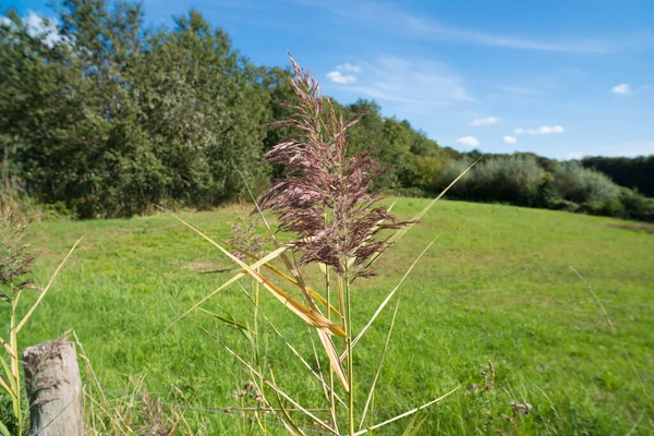 Flowering Single Reed Grass Plume — Stock Photo, Image