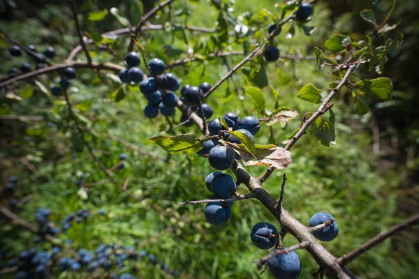 Prusnus Spinosa Auch Schlehe Oder Löffel Genannt — Stockfoto