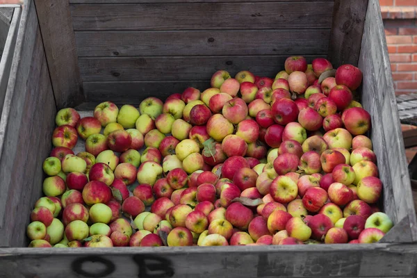 Caja Con Manzanas Rojas Maduras Recién Cosechadas — Foto de Stock