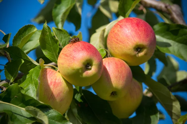 Manojo Manzanas Maduras Con Una Abeja Una Ellas — Foto de Stock