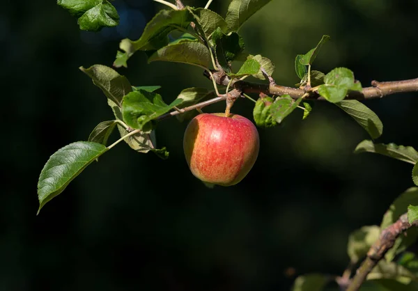 Reife Rote Äpfel Auf Einem Baum Einem Obstgarten — Stockfoto