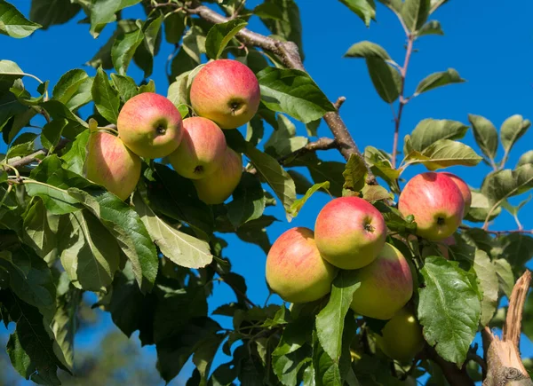 Manzanas Rojas Maduras Árbol Huerto — Foto de Stock