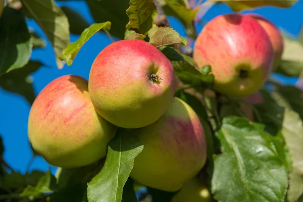 Reife Rote Äpfel Auf Einem Baum Einem Obstgarten — Stockfoto