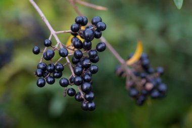 Olgun meyve ligustrum sinense veya Çin mahrem yeri.