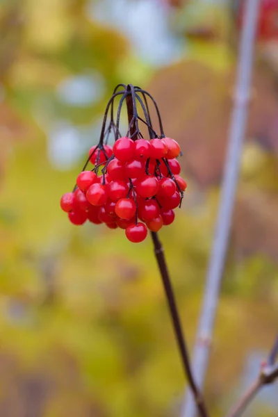 Куча Красных Ягод Осеннем Фоне — стоковое фото