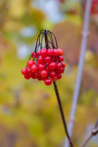 Ramo Bayas Rojas Sobre Fondo Otoño — Foto de Stock