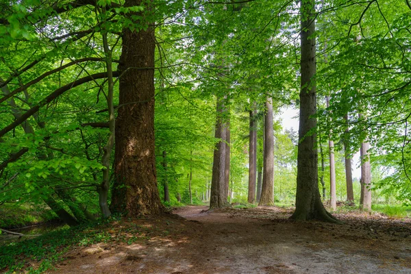 Foresta Freschi Colori Verdi Primaverili — Foto Stock