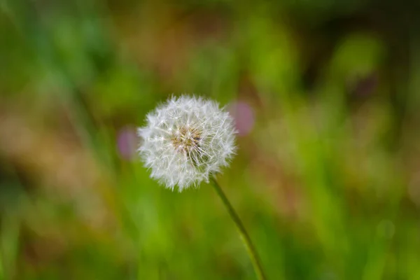 Single Fluffy Dandelion Flower Closeup — Stock Photo, Image