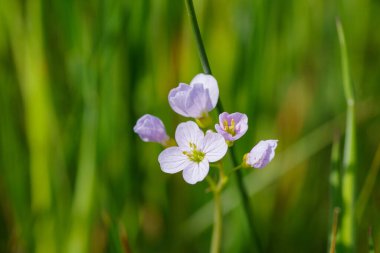 Güzel çiçek açan kardamin pratensis ya da guguk kuşu
