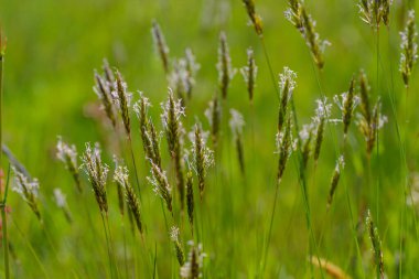 Bir çimen tarlasında çiçek açan bir demet ot