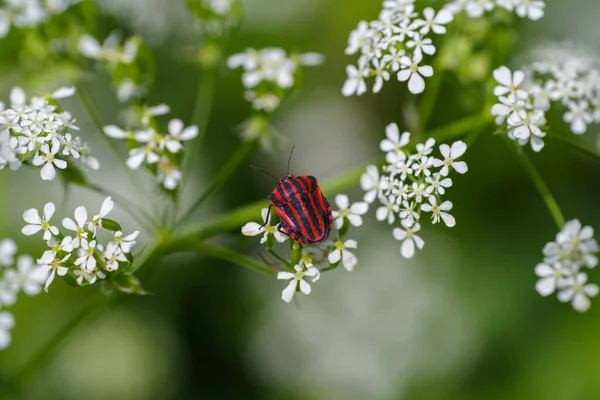 Graphosoma Lineatum Floare — Fotografie, imagine de stoc