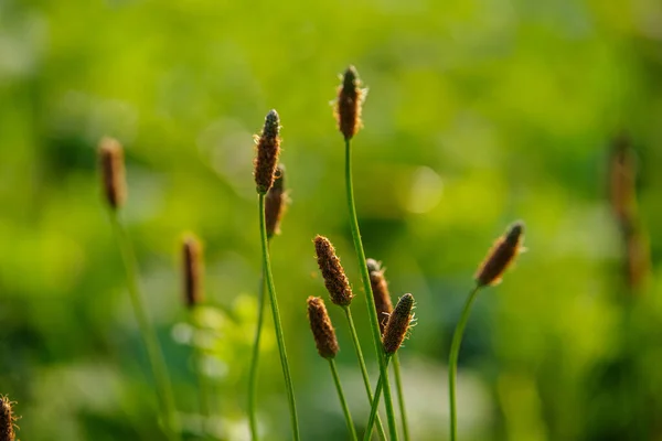 Букет Квітучої Трави Трав Яному Полі — стокове фото