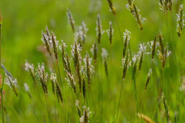 Куча Цветущей Травы Травяном Поле — стоковое фото