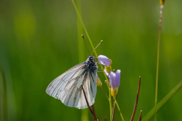 Beau Papillon Sur Une Fleur Rose — Photo