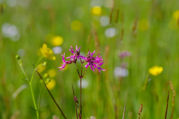 Single Ragged Robin Flower Meadow — Stock Photo, Image
