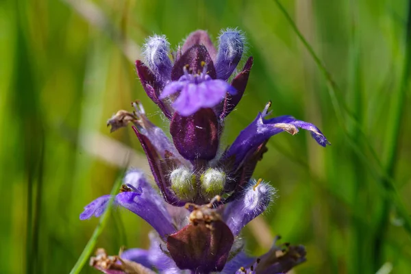 Close Uma Salvia Pratensis Flor Clary Prado — Fotografia de Stock