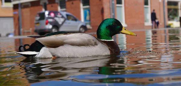 Beautiful Mallard Male Duck Reflected Pond — Stock Photo, Image