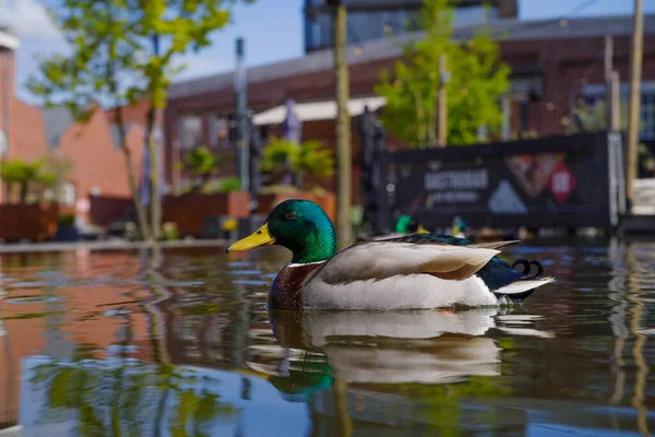 Belo Pato Macho Mallard Refletido Uma Lagoa — Fotografia de Stock