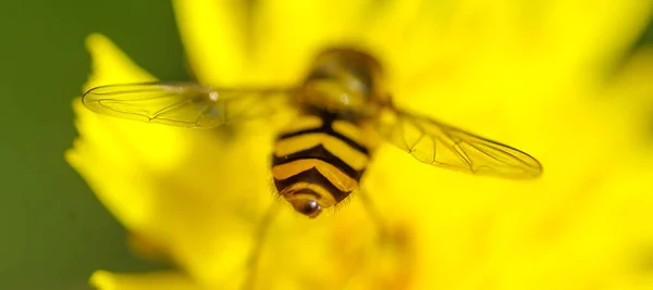 Closeup Hoverfly Collecting Nectar Yellow Flower — Stock Photo, Image