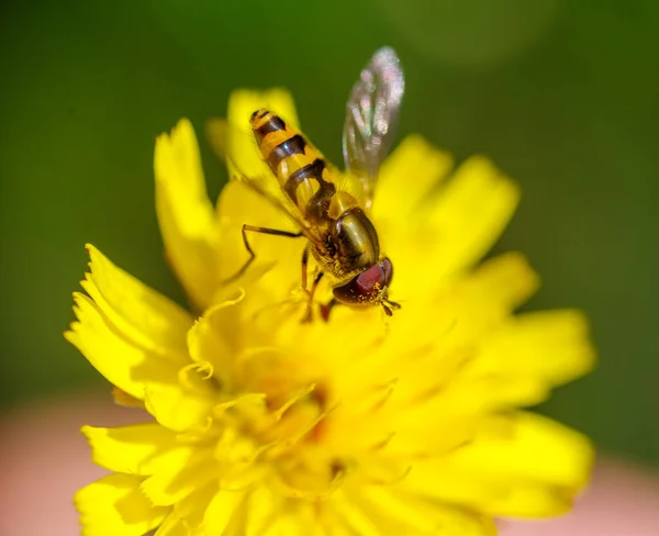 Közelkép Egy Hoverfly Gyűjtése Nektár Egy Sárga Virág — Stock Fotó