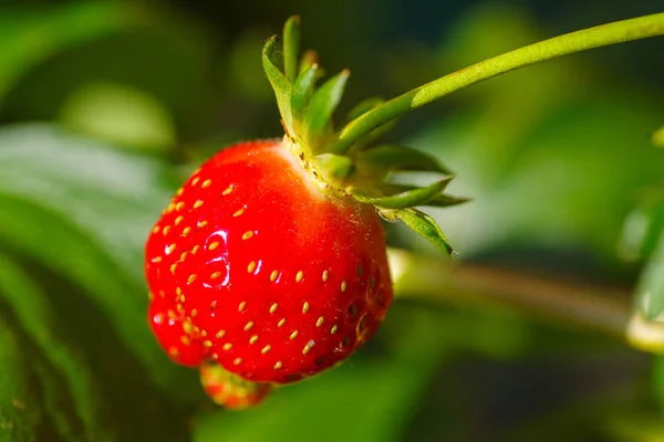 Einzelne Rote Reife Erdbeere — Stockfoto