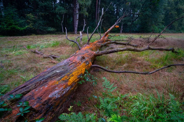 Grande Tronco Albero Coperto Funghi Vari Colori — Foto Stock