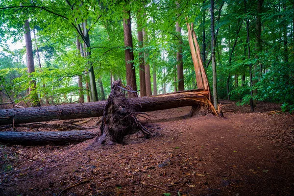 Σπασμένα Δέντρα Ένα Δάσος — Φωτογραφία Αρχείου