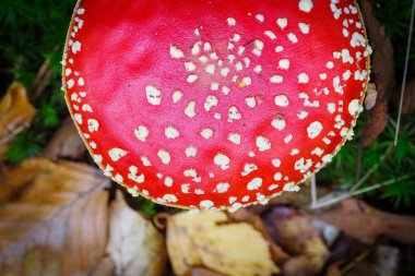 Güzel, kırmızı, agarik bir mantarın yakın çekimi.