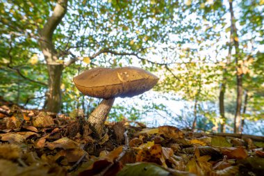 Ormandaki tek bir mantara yakından bakın.