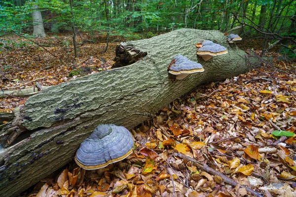 Quattro Grandi Fomenti Funghi Fomentarius Tronco Quercia Morto — Foto Stock