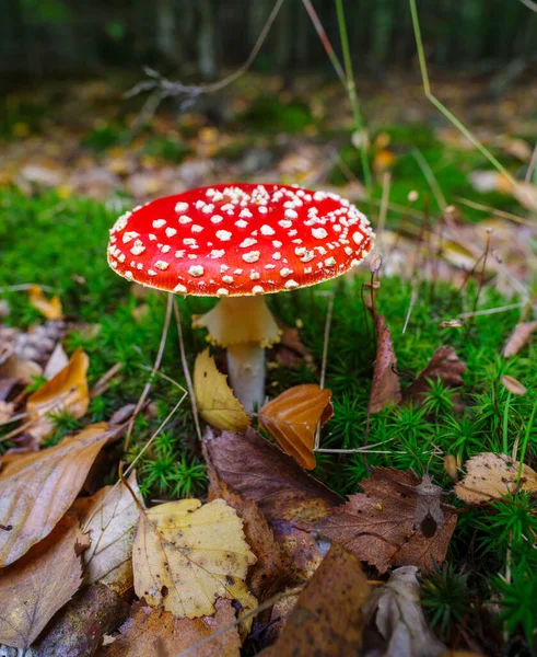 Detailní Záběr Krásné Červené Agarické Mušky Houby — Stock fotografie