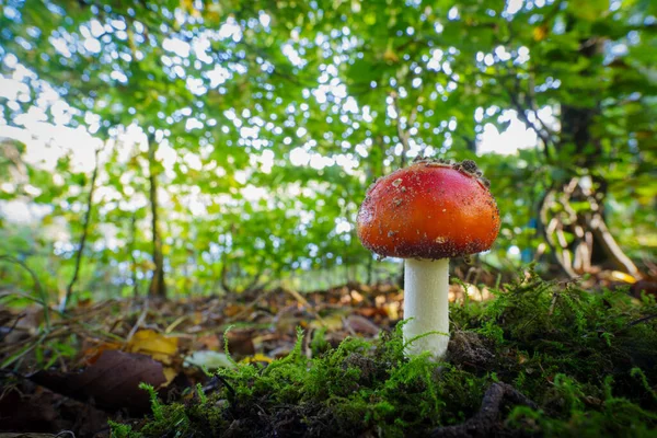 在苔藓床上的一个年轻的天野麝香公主 — 图库照片