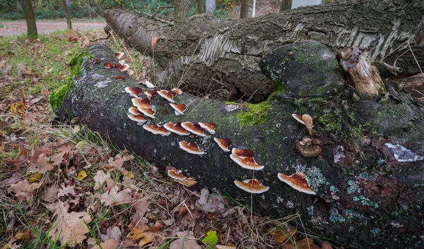 Rusty Gilled Polypore Crescendo Uma Árvore Morta — Fotografia de Stock