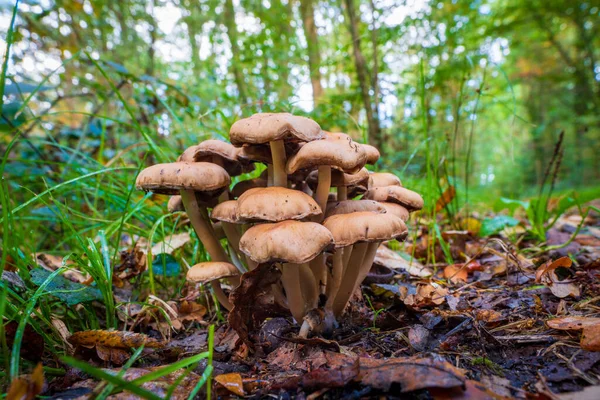 Groep Bruine Paddenstoelen Een Bospad — Stockfoto