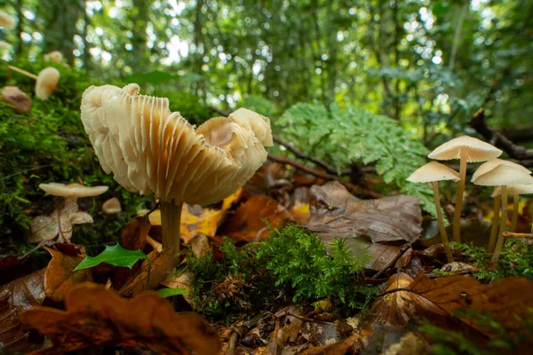 Cantharel Pilz Einem Wald — Stockfoto