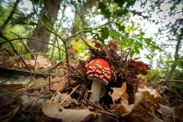 closeup of a beautiful red agaric fly mushroom popping out from under the leaves