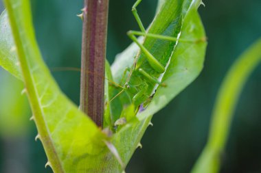 Güzel yeşil çekirge bir bitkinin içinde saklanıyor.