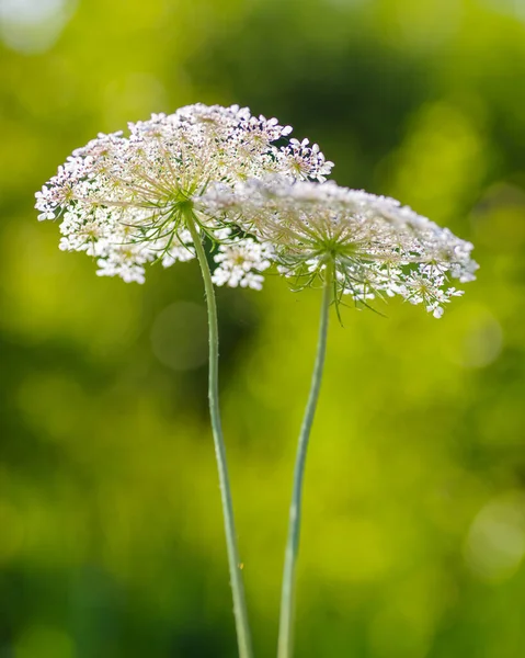 Цветущие Белые Ярроу Achillea Millefolium — стоковое фото