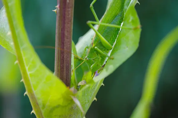 Belle Sauterelle Verte Cachée Dans Une Plante — Photo