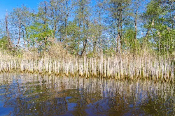 Belo Colar Junco Amarelo Reserva Natural Holandesa Weerribben — Fotografia de Stock