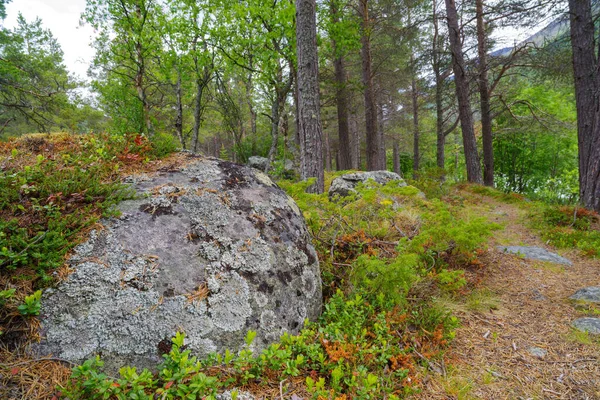 Nice Colorful Norwegian Forest Pine Trees — Stock Photo, Image