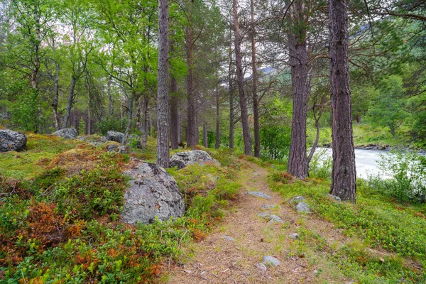 Ładny Kolorowy Norweski Las Sosnami — Zdjęcie stockowe