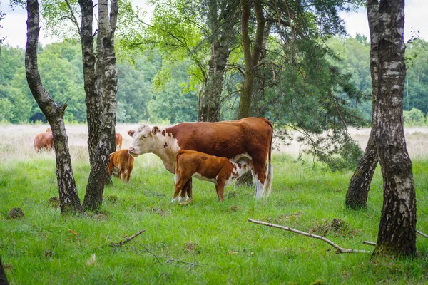 Bruin Kalf Melk Drinken Bij Zijn Moeder — Stockfoto