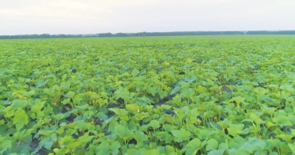 Système automatique d'irrigation goutte à goutte sur le terrain. irrigation goutte à goutte. Irrigation moderne des champs agricoles — Video