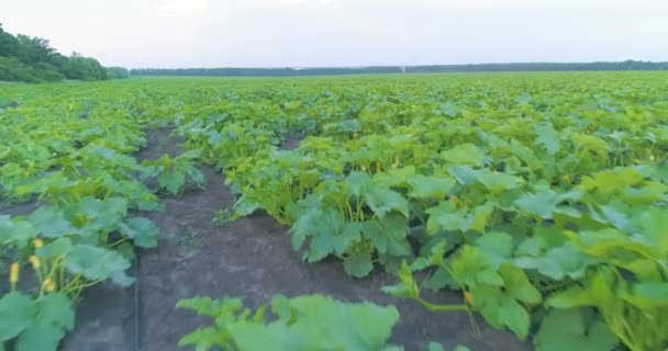 Vliegen over een veld met groeiende courgettes. Landbouw teelt van courgette. Een veld met groene courgette gezien vanaf een drone. — Stockvideo