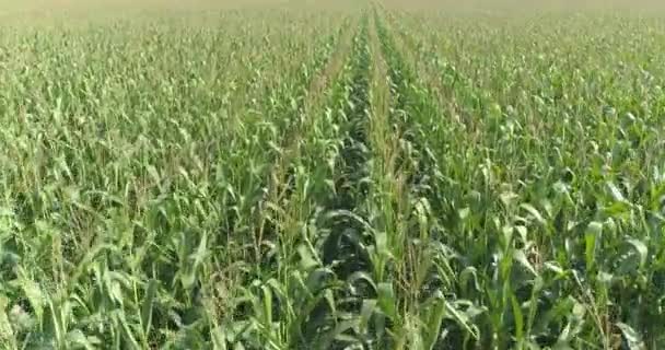 Cadre de maïs en croissance avec drone. Le maïs pousse sur le terrain depuis le drone. Récolte du maïs. Agriculture — Video