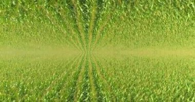 Mısır tarlasının muhteşem çerçevesi. Mısır tarlasının soyut çerçevesi. Mısır tarlası soyutlamasının üzerinde uçuyor.